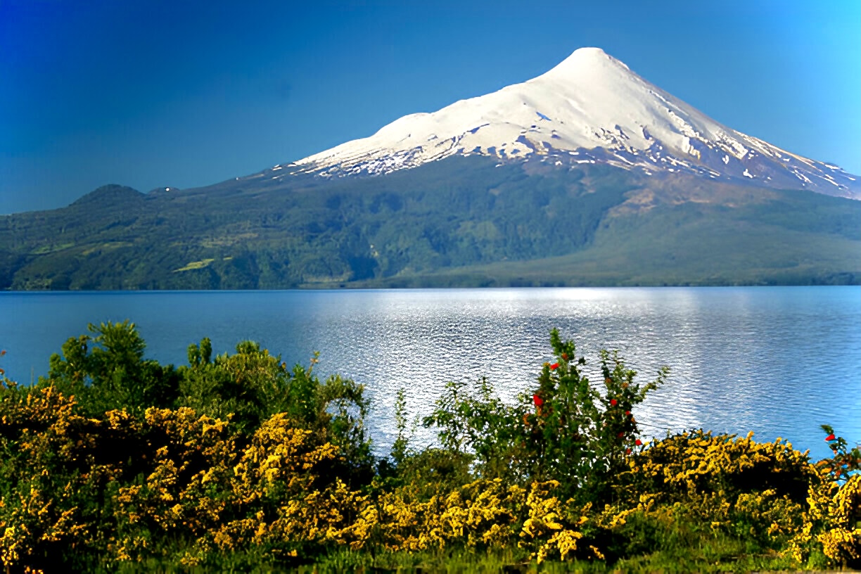 El volcán Osorno nevado sobre el lago, con arbustos amarillos en primer plano