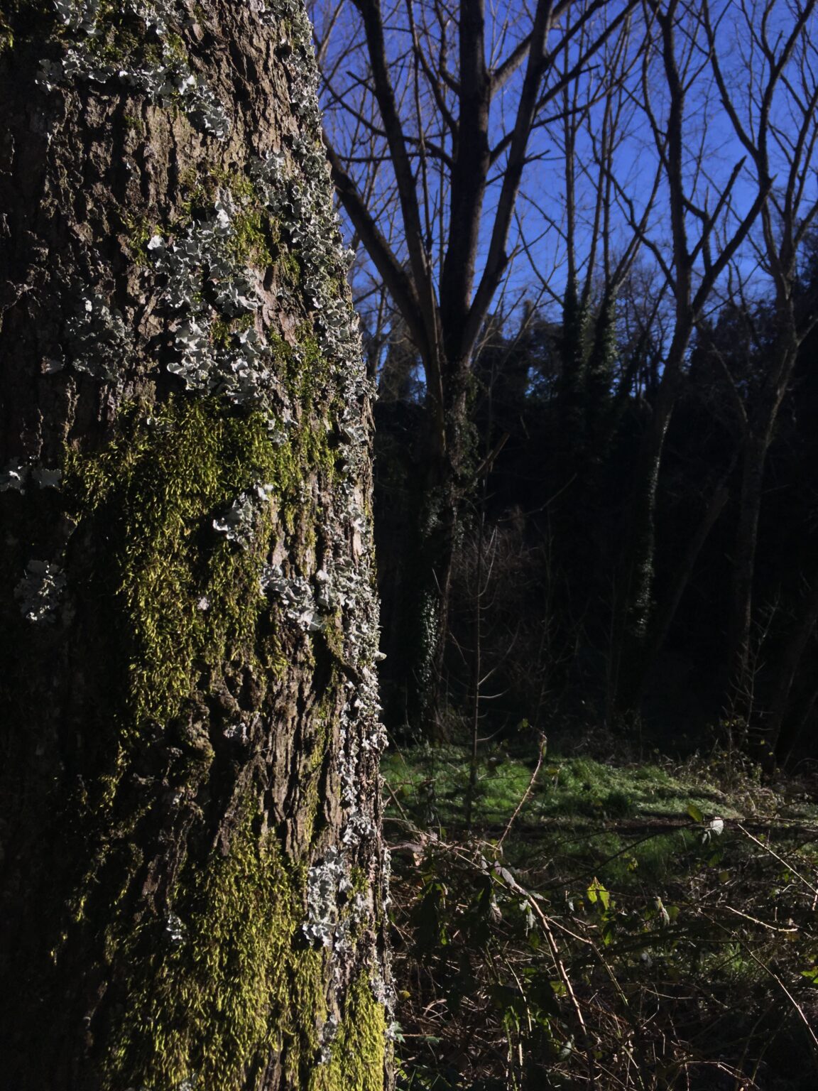 Tronco cubierto de musgo y líquenes en un bosque, con árboles al fondo